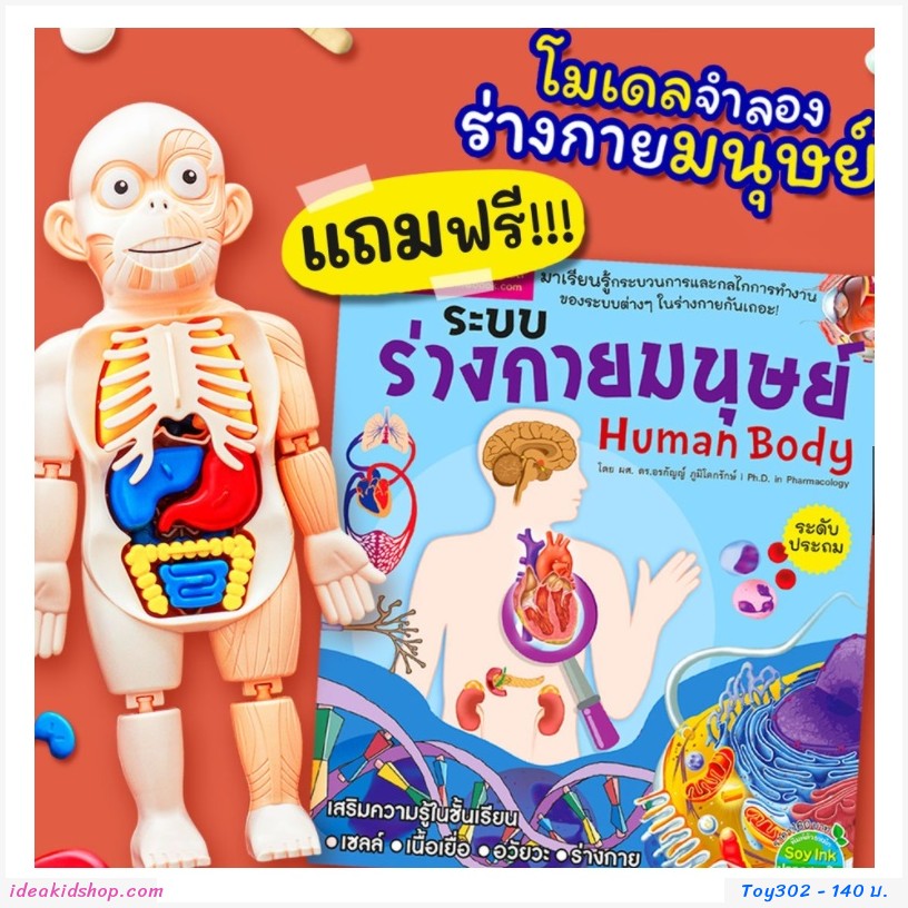 Ũͧҧ Human Body Model