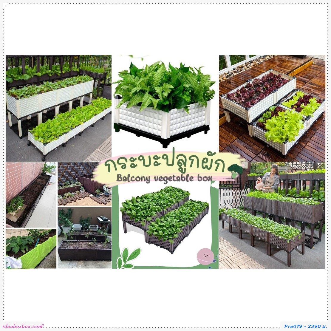 кл١ѡ Balcony vegetable box(3 ͧ 2 дѺ)